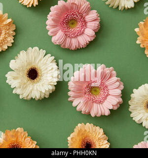 Plan des parterres de fleurs de gerbera isolé sur un livre vert Banque D'Images
