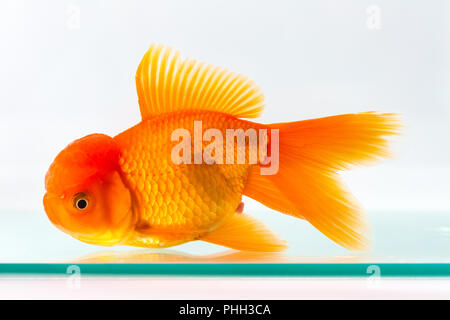 Poisson rouge dans un aquarium de poissons de verre isolé Banque D'Images
