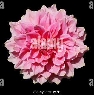 Terry luxuriante de l'été fleur rose énorme gros plan Dahlia. Banque D'Images