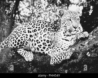 Léopard sauvage en Afrique du Sud noir et blanc Banque D'Images