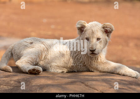 White Lion cub Afrique du Sud Banque D'Images