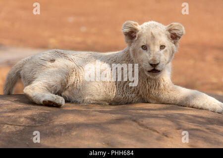 White Lion cub Afrique du Sud Banque D'Images