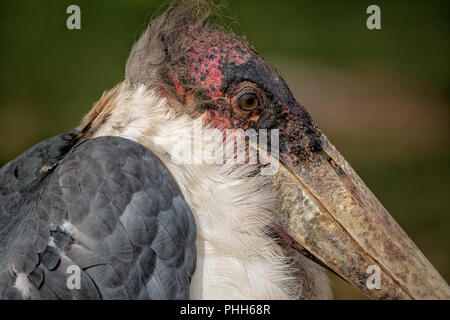 Marabou Stork Afrique du Sud Banque D'Images