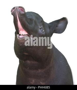 Tapir on white Banque D'Images