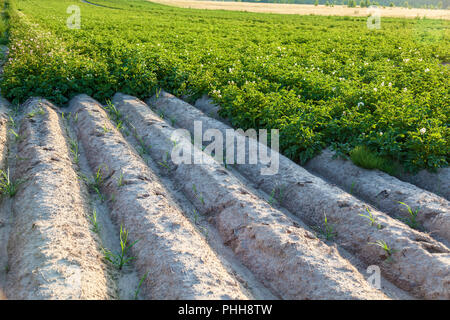 Un champ avec des buissons à fleurs de pomme de terre, une ferme cultive des pommes de terre dans les champs avec un sol sablonneux. Lits Haut de la culture de la pomme de terre Banque D'Images