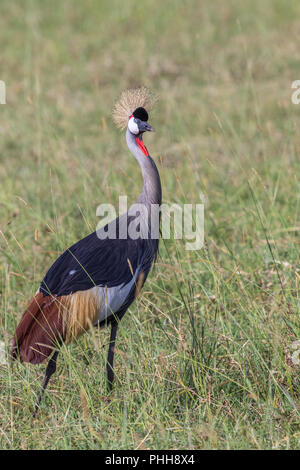 Grue couronnée grise marchant dans les hautes herbes en Afric Banque D'Images