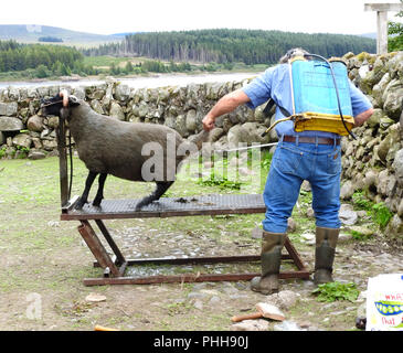 Un fermier écossais coloration pulvériser un mouton prêt à vendre ou montrant près de Loch Doon., Carrick, Ecosse Banque D'Images