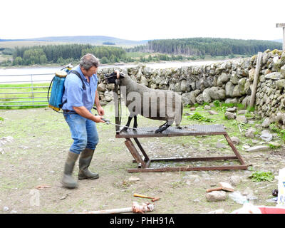 Un fermier écossais coloration pulvériser un mouton prêt à vendre ou montrant près de Loch Doon., Carrick, Ecosse Banque D'Images