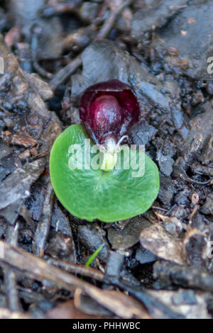 Corybas recurvus, Casque commun Orchid Banque D'Images