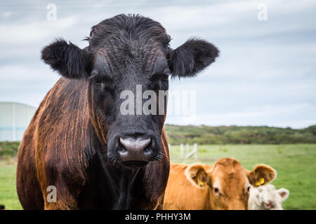 Vache gallois close-up Banque D'Images