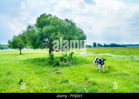 Vache noire sur le champ vert Banque D'Images