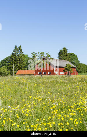 Grange avec une prairie de floraison à l'été Banque D'Images