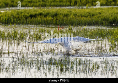 Cygne muet qui décolle du lac avec de l'eau splash Banque D'Images