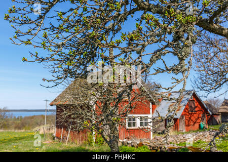 Printemps les bourgeons sur les branches des arbres au printemps Banque D'Images