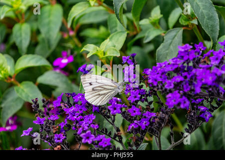 Papillon blanc du chou Pieris se nourrissant de fleurs violettes Banque D'Images