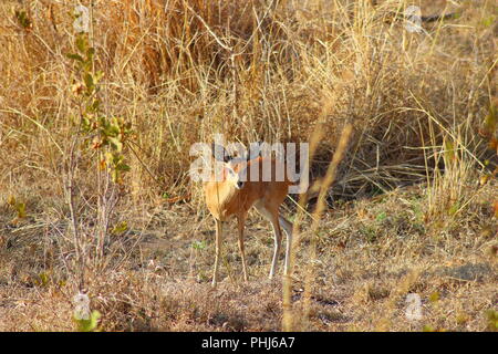 Steenbok en Kruger National Park - Afrique du Sud Banque D'Images