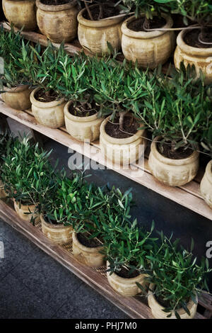 Des oliviers sur une terrasse en Provence Banque D'Images