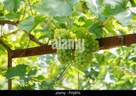 Vitis vinifera, Phoenix raisins sur la vigne Banque D'Images