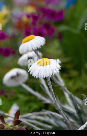 Celmisia semicordata. Nouvelle Zélande / Daisy Daisy Montagne Banque D'Images