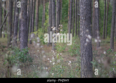 L'herbe haute de la forêt. Thistle avec furr, qui est apparu au lieu de fleurs. entre la forêt de pins Banque D'Images