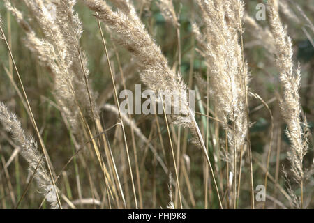 Golden de Grassy beautyful. Automne-branced beaucoup de petits bois inflorescence-reed Banque D'Images