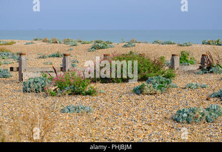 Végétation colorée sur la plage de galets sur une fin d'après-midi en août à East Preston, West Sussex, UK Banque D'Images