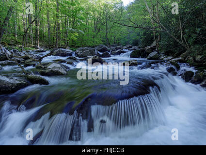 La broche du milieu de la Petite Rivière est formée par la confluence de Lynn et grade Camp Prong Prong et un autre flux 6 miles jusqu'à ce qu'il se jette dans la Petite Rivière. L'ensemble du bassin versant du Moyen Prong est vaguement connu sous le nom de Tremont. Banque D'Images