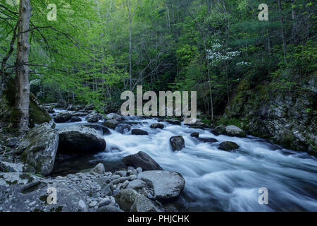 La broche du milieu de la Petite Rivière est formée par la confluence de Lynn et grade Camp Prong Prong et un autre flux 6 miles jusqu'à ce qu'il se jette dans la Petite Rivière. L'ensemble du bassin versant du Moyen Prong est vaguement connu sous le nom de Tremont. Banque D'Images