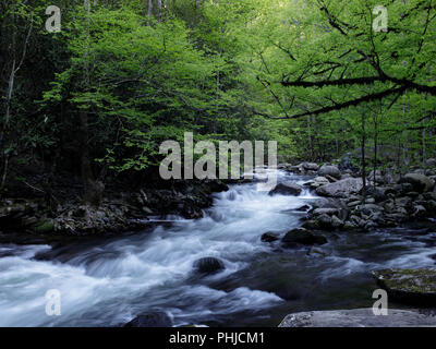 La broche du milieu de la Petite Rivière est formée par la confluence de Lynn et grade Camp Prong Prong et un autre flux 6 miles jusqu'à ce qu'il se jette dans la Petite Rivière. L'ensemble du bassin versant du Moyen Prong est vaguement connu sous le nom de Tremont. Banque D'Images