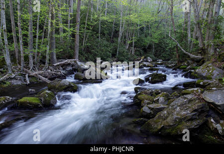 Lynn Camp broche est l'un des deux principaux affluents de la broche du milieu de la petite rivière dans le Great Smoky Mountain National Park. Il est accessible par le sentier de terre du milieu qui suit le ruisseau. La Petite Rivière est d'environ 60 milles de long et très pittoresque. Il commence dans le parc national Great Smoky et finalement se jette dans la rivière Tennessee à Fort Loudon Lake. Banque D'Images