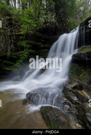 Martin Creek Falls, Chattahoochee National Forest après-midi de printemps la lumière sur Martin Creek Falls. Martin Creek Falls sont situés le long de la piste à l'extérieur de l'Warwoman Bartram Dell dans Clayton, Géorgie. Le plus grand d'une série de gouttes à cette chute d'eau est d'environ 30 pieds. Ils peuvent être atteint par un sentier à partir de Warwoman de pique-nique (2,5 miles) ou via une promenade plus courte d'une forêt voisine service road. Banque D'Images