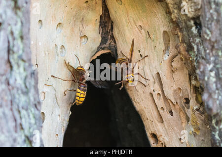 Les frelons européens (Vespa crabro) à l'entrée de leur nid dans un arbre de pin creux à Surrey, UK Banque D'Images