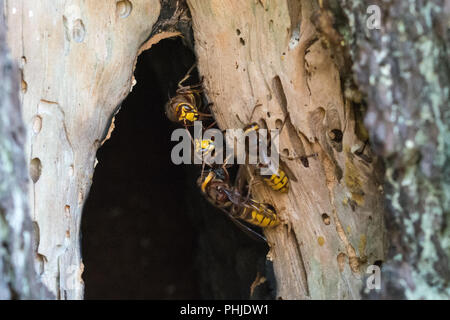 Les frelons européens (Vespa crabro) à l'entrée de leur nid dans un arbre de pin creux à Surrey, UK Banque D'Images