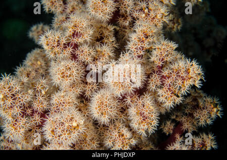 Cherry Blossom, corail, Nidaliidae Siphonogorgia godeffroyi, Anilao, Batangas, Philippines, mer des Philippines, l'océan Pacifique, l'Asie Banque D'Images