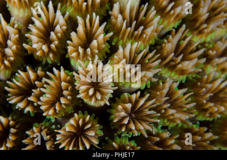 Coral, Galaxea fascicularis Galaxy, Oculinidae, Anilao, Philippines, mer des Philippines, l'océan Pacifique, l'Asie Banque D'Images