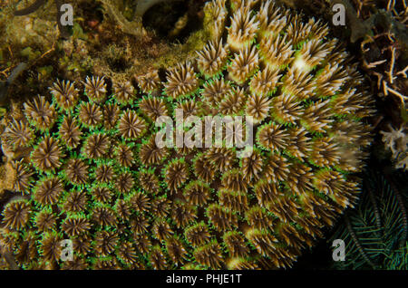 Coral, Galaxea fascicularis Galaxy, Oculinidae, Anilao, Philippines, mer des Philippines, l'océan Pacifique, l'Asie Banque D'Images