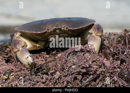 Brown le crabe (Cancer pagurus) Banque D'Images