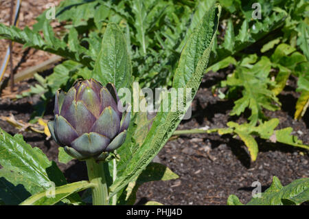 Le cardon (Cynara cardunculus) Artichaut/Globe Thistle cultivés dans le potager à RHS Garden Harlow Carr,, Harrogate, Yorkshire. UK Banque D'Images