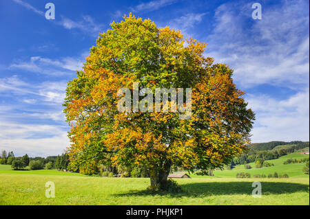 Single big beech tree in field with perfect treetop Banque D'Images