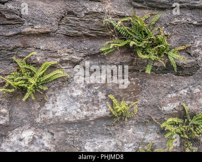 Grappe de petites fougères poussant dans un mur en pierre de granit à Cornwall. Banque D'Images