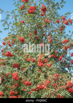 Les fruits et le feuillage de Rowan / Sorbus aucuparia dans le soleil brillant. Fruits utilisés pour la gelée Rowan. Concept de baies d'automne. Baies sauvages britanniques. Banque D'Images