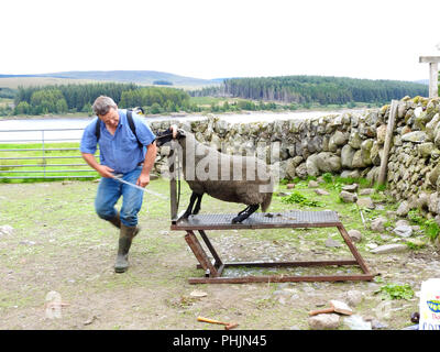 Un fermier écossais coloration pulvériser un mouton prêt à vendre ou montrant près de Loch Doon., Carrick, Ecosse Banque D'Images