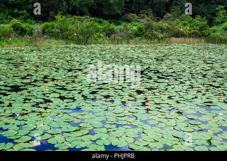 Lac couvert de nénuphars d'eau américain (Nymphaea odorata) - Long Key zone naturelle, Davie, Floride, USA Banque D'Images