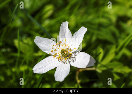 Anémone des bois une fleur de printemps sur un pré Banque D'Images