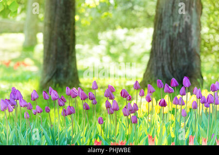 Domaine de nombreuses tulipes lilac in park Banque D'Images