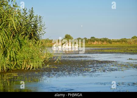Le Pélican blanc dans le Delta du Danube Banque D'Images