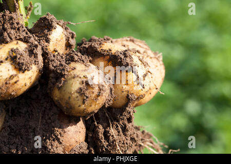 Creusé dans le sol des tubercules de pommes de terre jaunes avec grandes et petites pommes de terre, de jeunes plants de maturation précoce, l'été, gros plan Banque D'Images