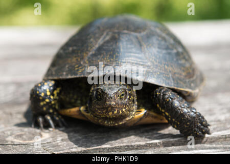 Grande tortue sur le vieux bureau en bois Banque D'Images