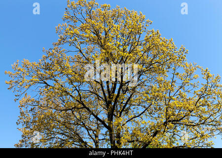 Un magnifique érable arbre en fleurs au printemps, un ciel bleu et ensoleillé temps clair Banque D'Images