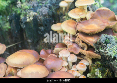 Kuehneromyces mutabilis, Pholiota Mutabilis, gaine, woodtuft macro champignons Banque D'Images